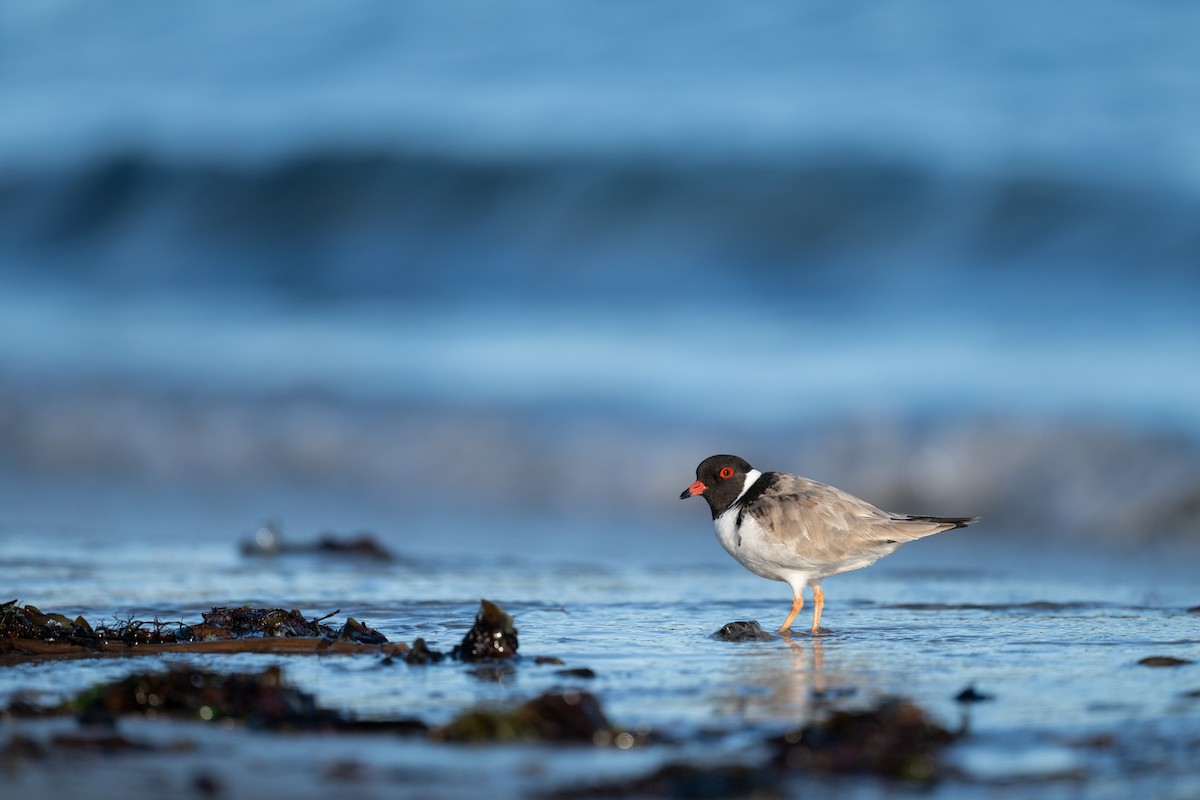Hooded Plover - ML642164948