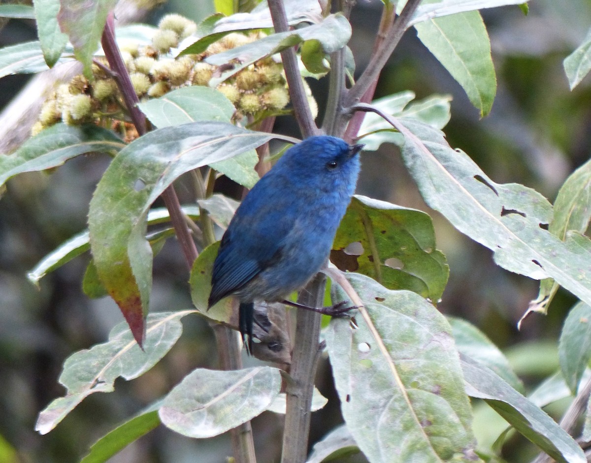 Tit-like Dacnis - ML642164955