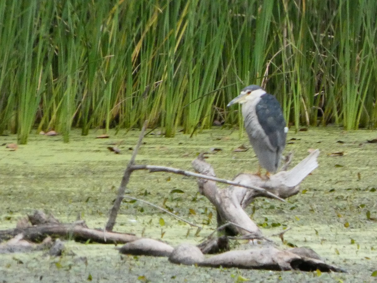Black-crowned Night Heron - ML642164977