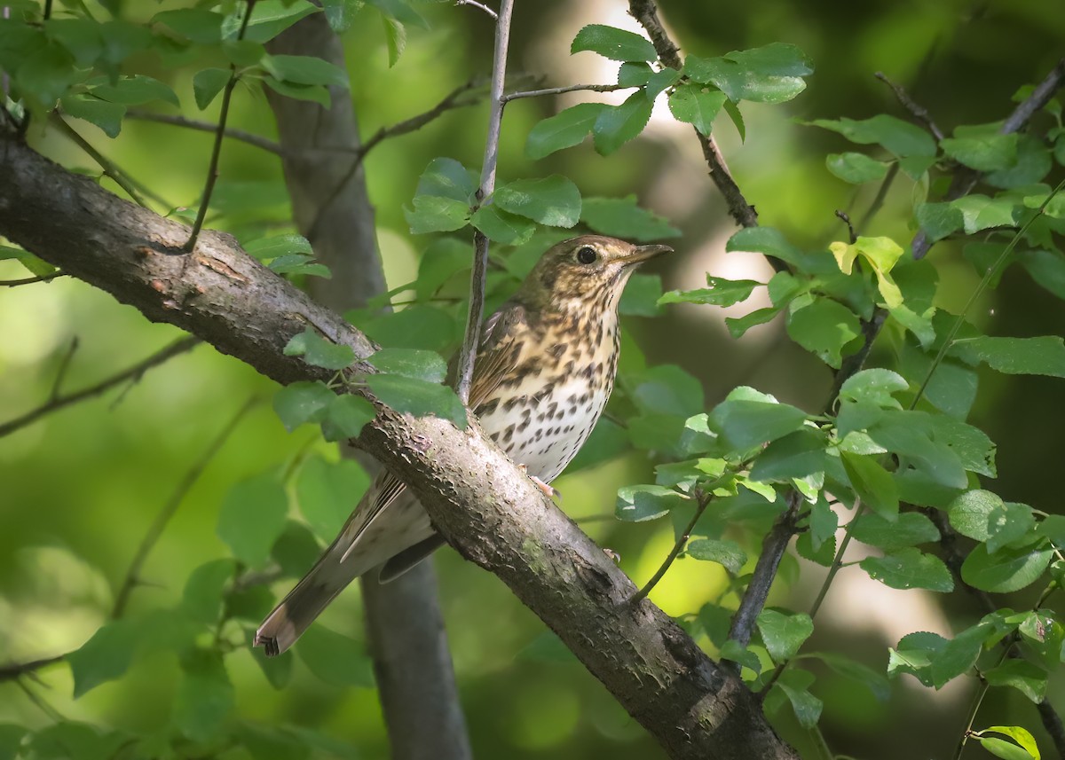 Song Thrush - ML642164992
