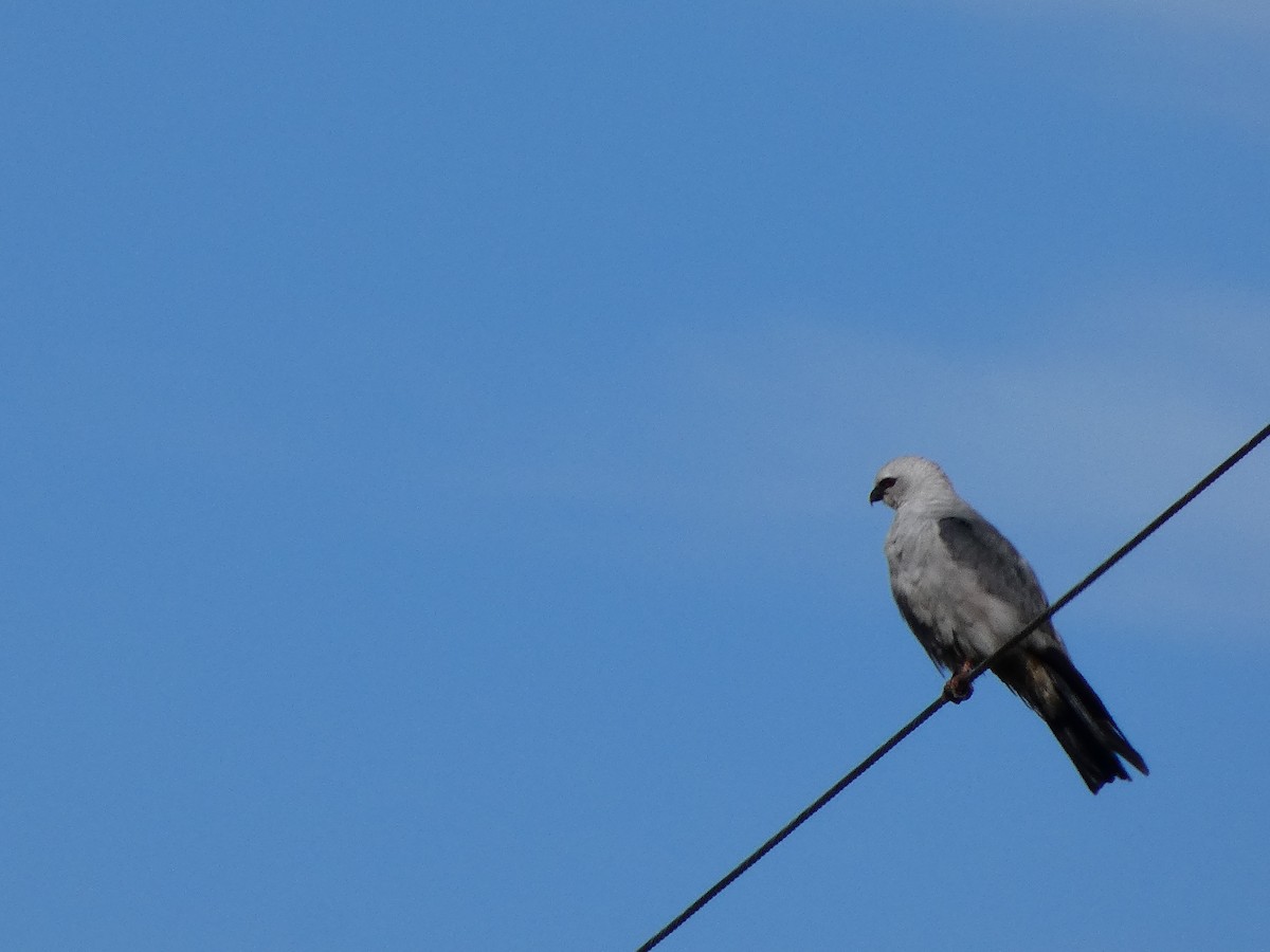 Mississippi Kite - ML642164995