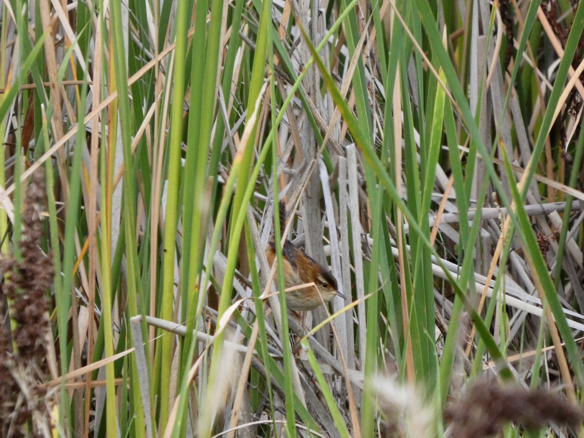 Marsh Wren - ML642165015