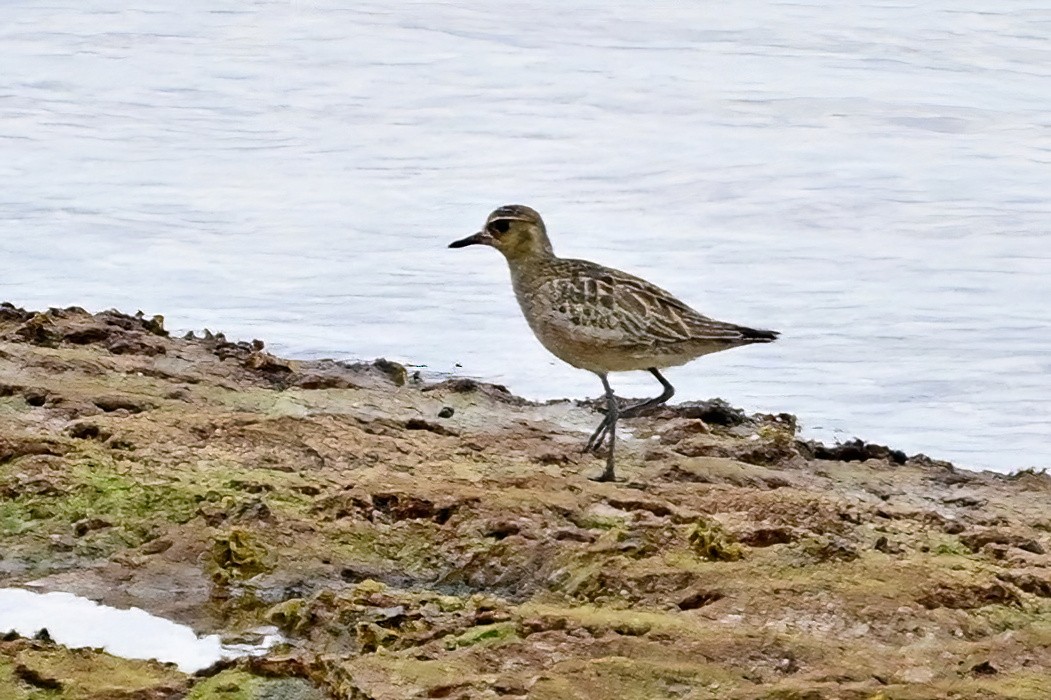 Pacific Golden-Plover - ML642165028