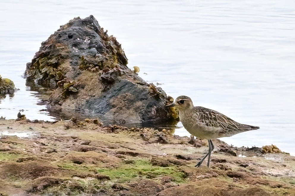 Pacific Golden-Plover - ML642165061