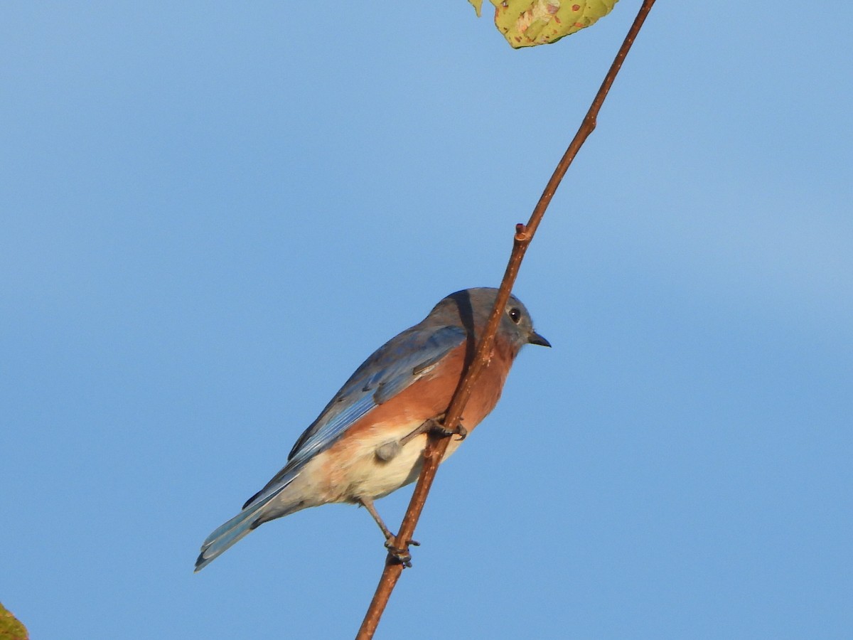 Eastern Bluebird - ML642165064