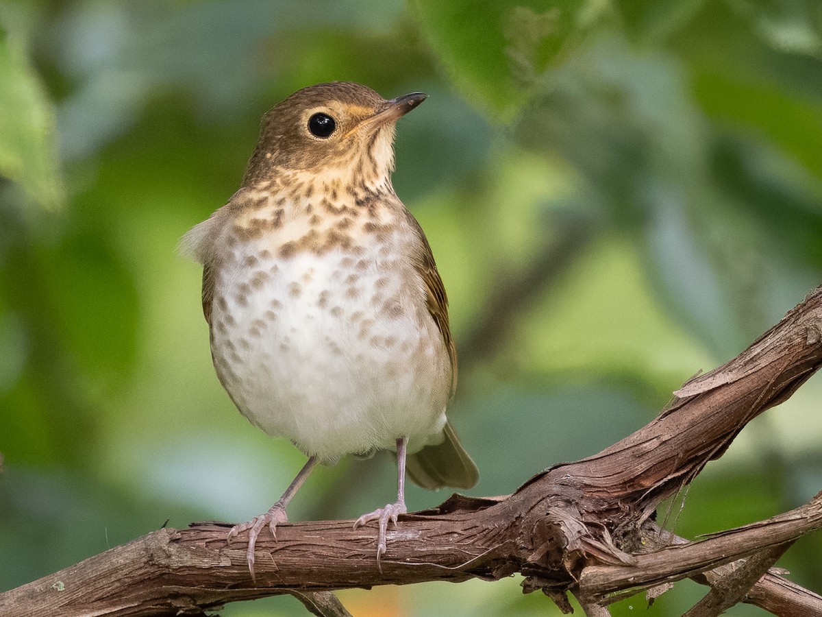 オリーブチャツグミ - ML642165068