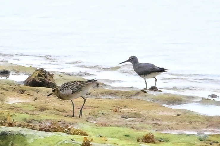 Wandering Tattler - ML642165076