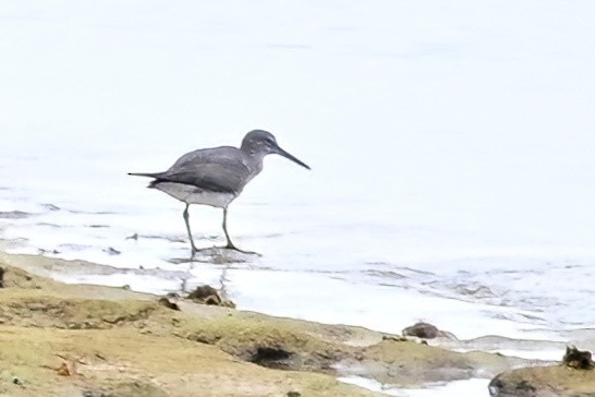 Wandering Tattler - ML642165077