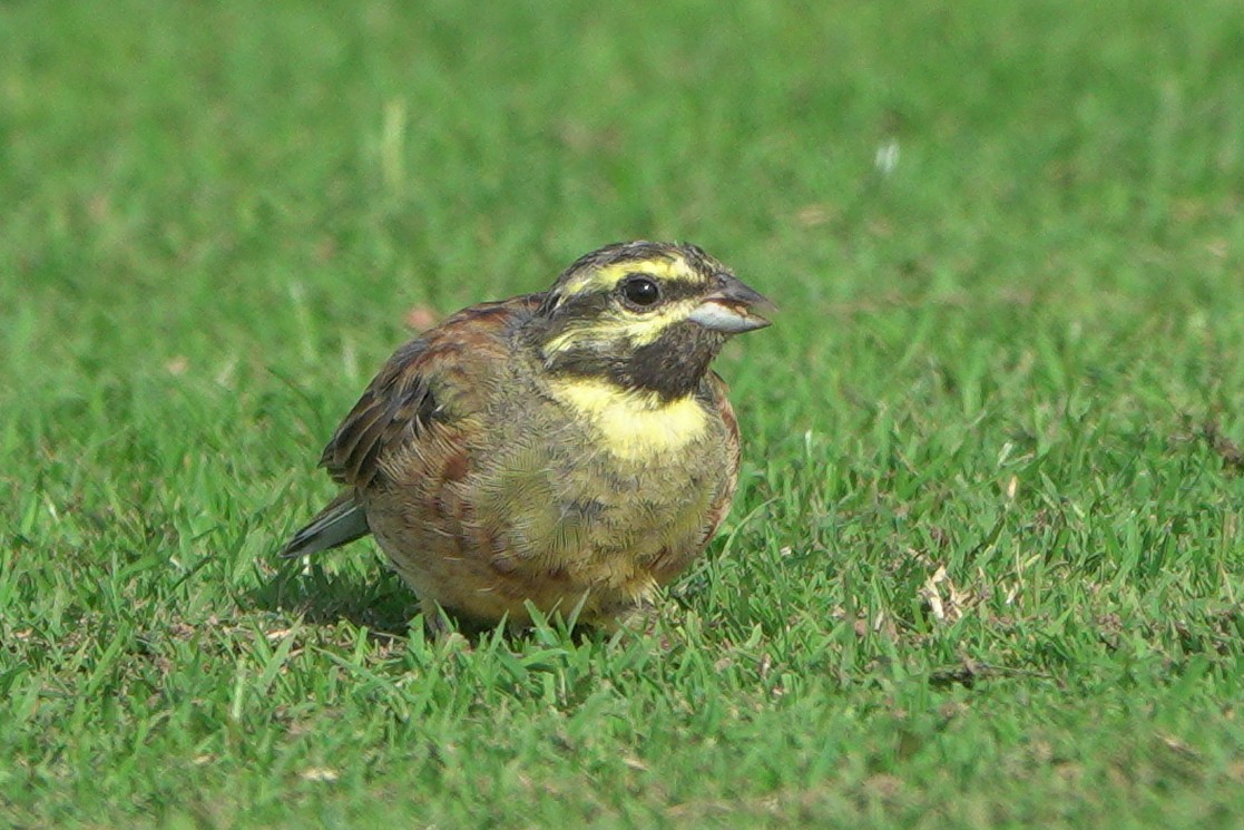 Cirl Bunting - ML642165079