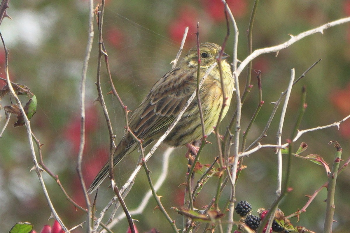 Cirl Bunting - ML642165080