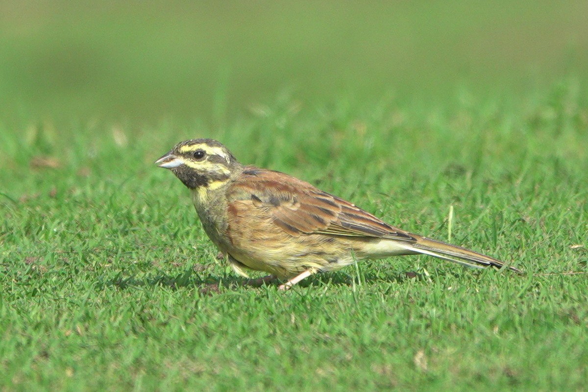 Cirl Bunting - ML642165081