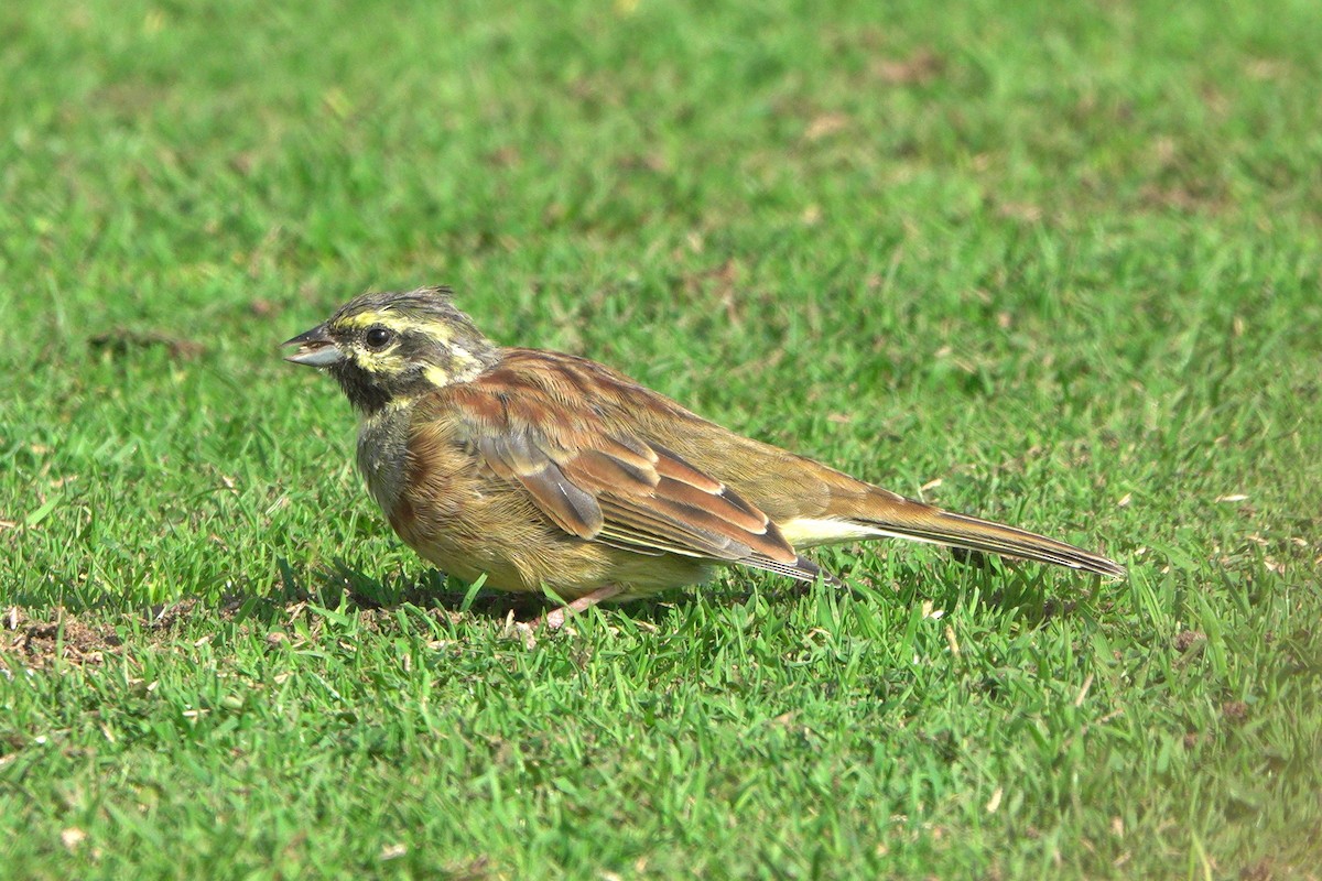 Cirl Bunting - ML642165082