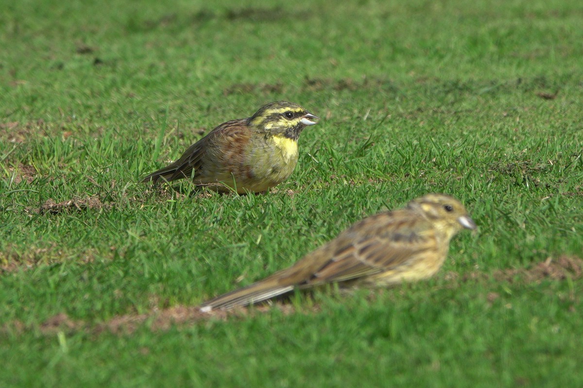 Cirl Bunting - ML642165083