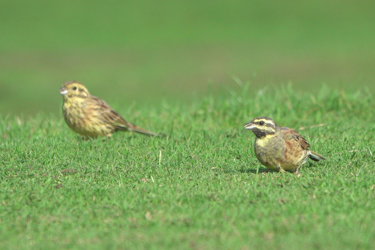 Cirl Bunting - ML642165084