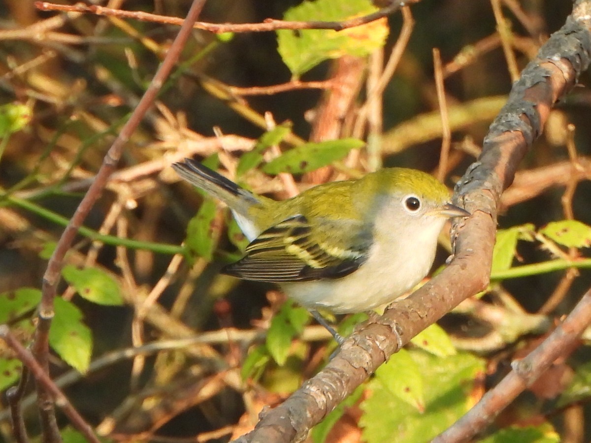 Chestnut-sided Warbler - ML642165087