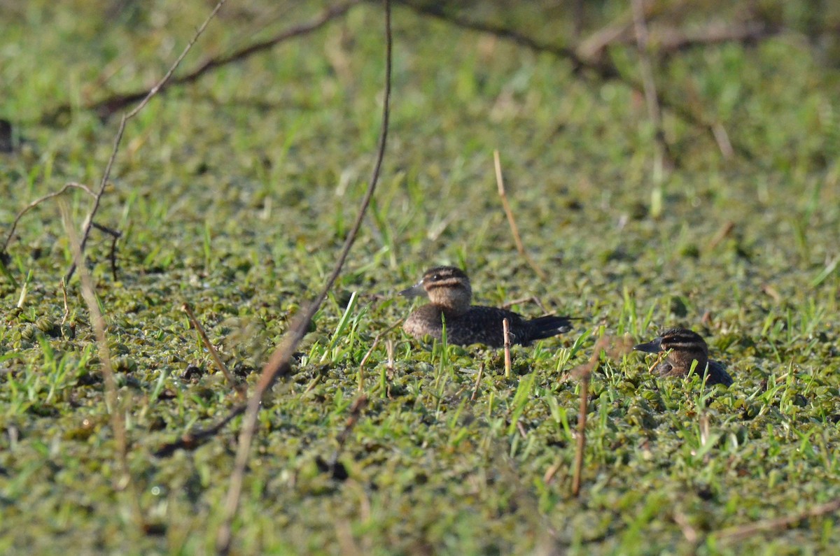 Masked Duck - ML642165089