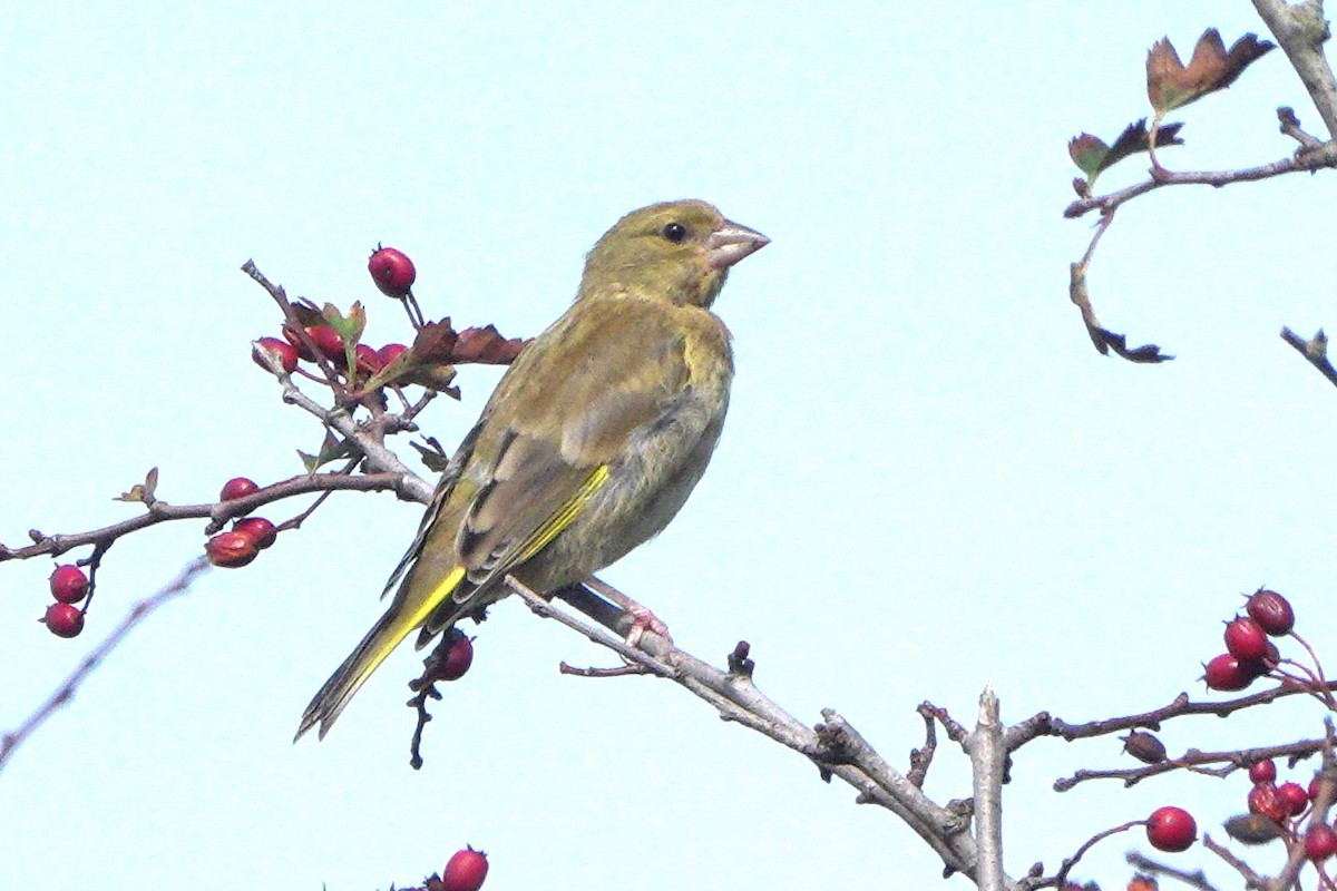 European Greenfinch - ML642165091