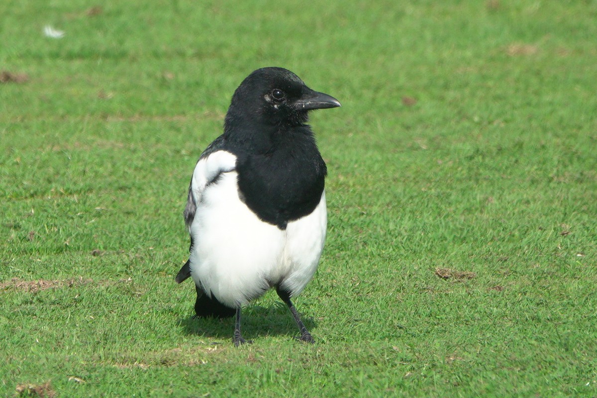 Eurasian Magpie - ML642165098