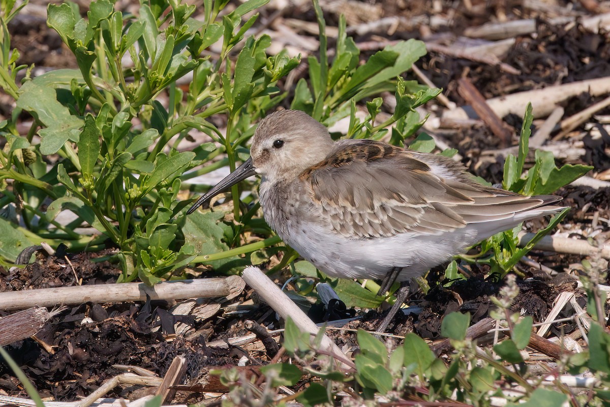 Bécasseau variable - ML642165122