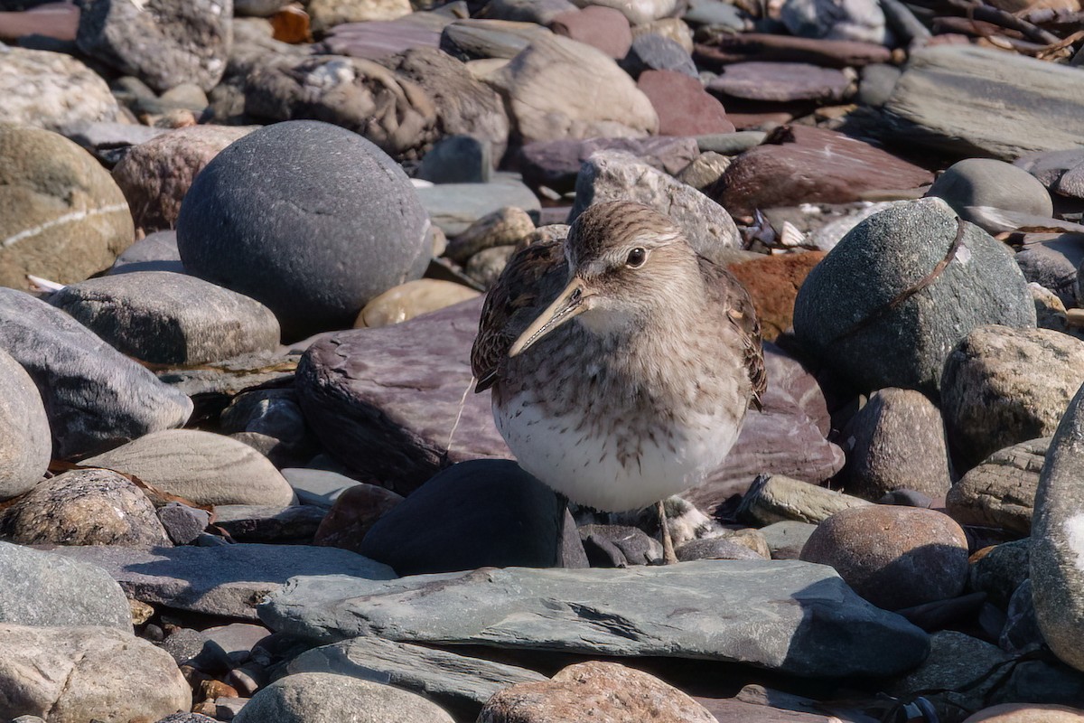 White-rumped Sandpiper - ML642165127