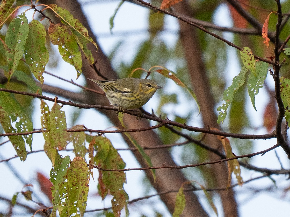 ホオアカアメリカムシクイ - ML642165142