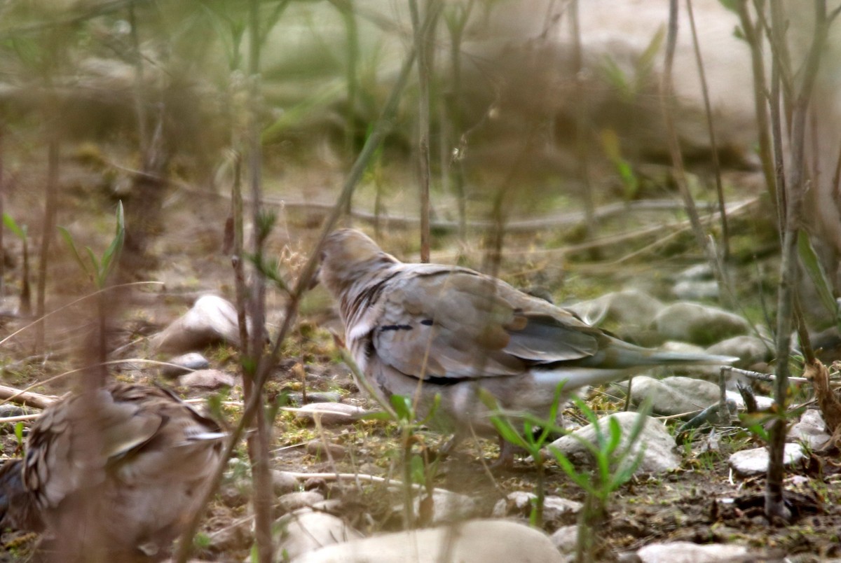 Picui Ground Dove - ML642165145
