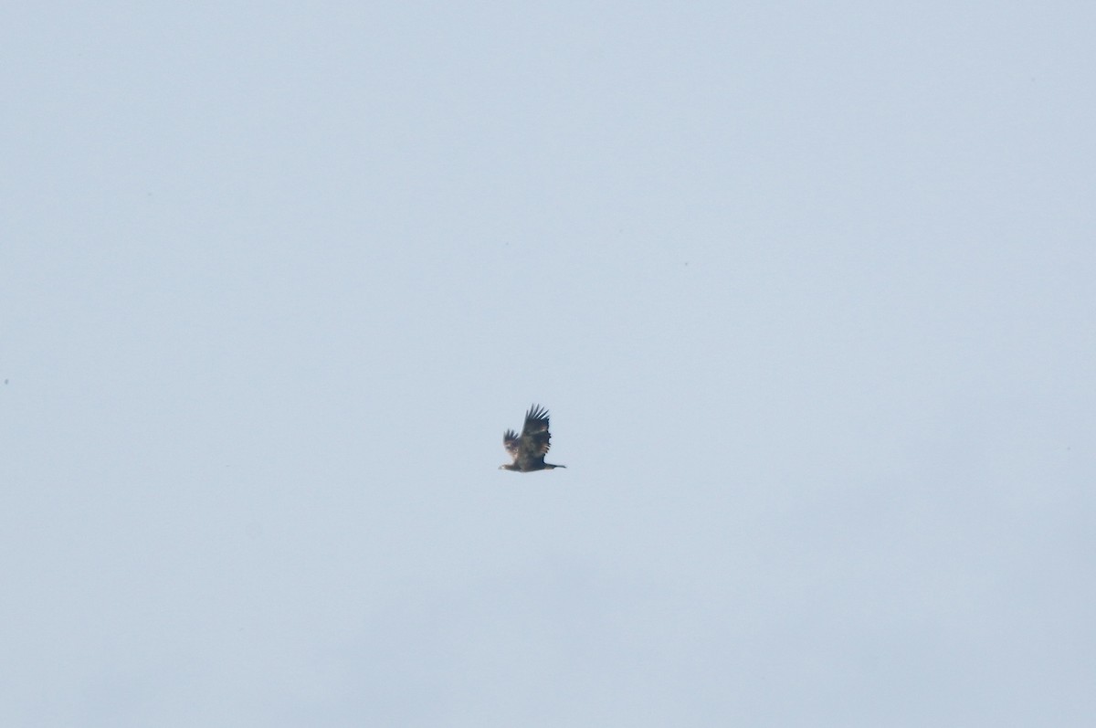 Bald Eagle - ML642165152