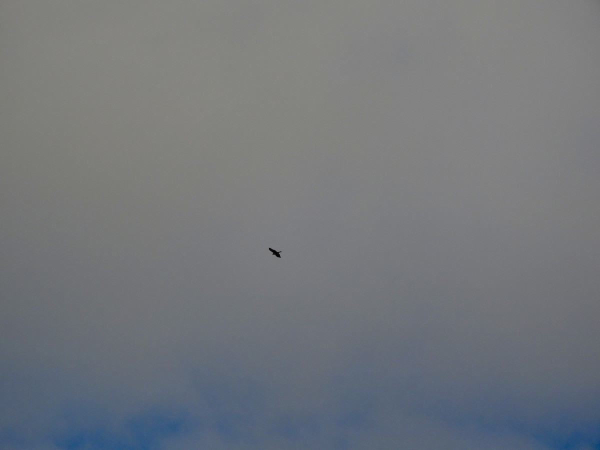 Sharp-shinned/Cooper's Hawk - ML642165158