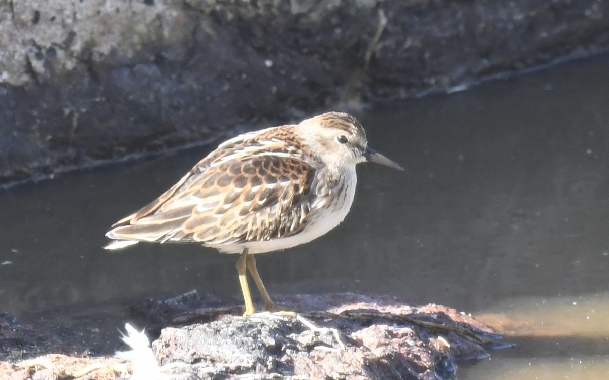 pygmésnipe - ML642165163
