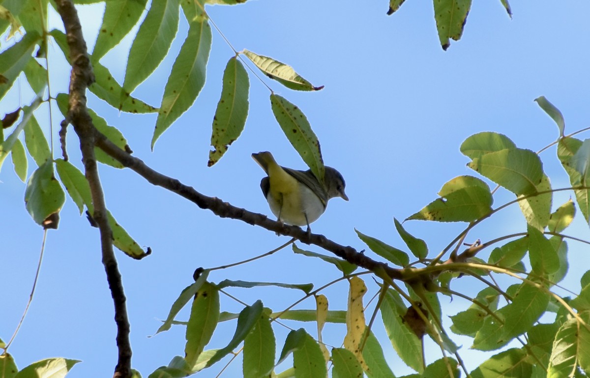 Red-eyed Vireo - ML642165197