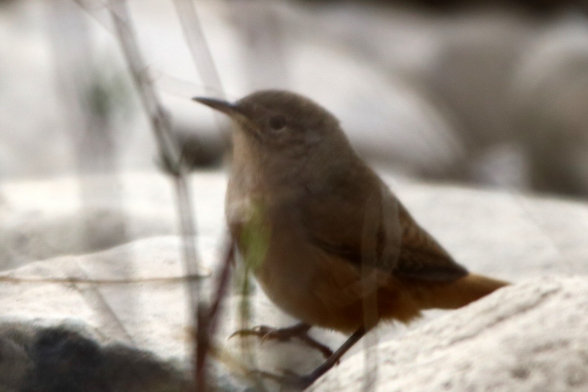 Southern House Wren - ML642165208