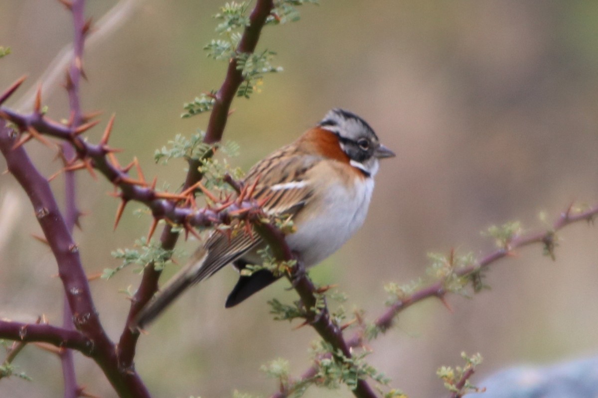 Rufous-collared Sparrow - ML642165233