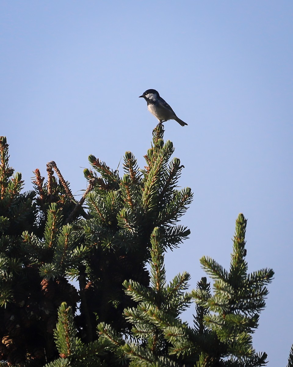 Coal Tit - ML642165247