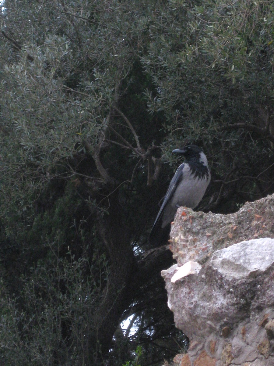 Hooded Crow - ML642165261