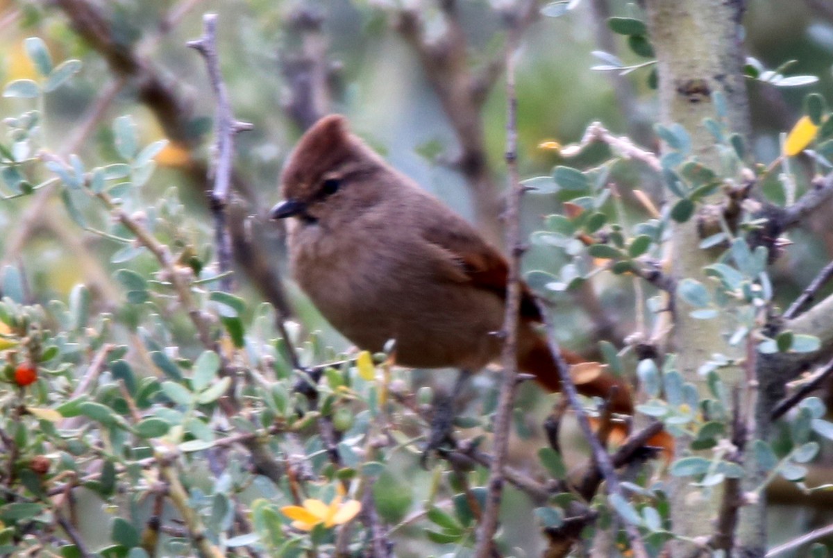 Brown-capped Tit-Spinetail - ML642165274