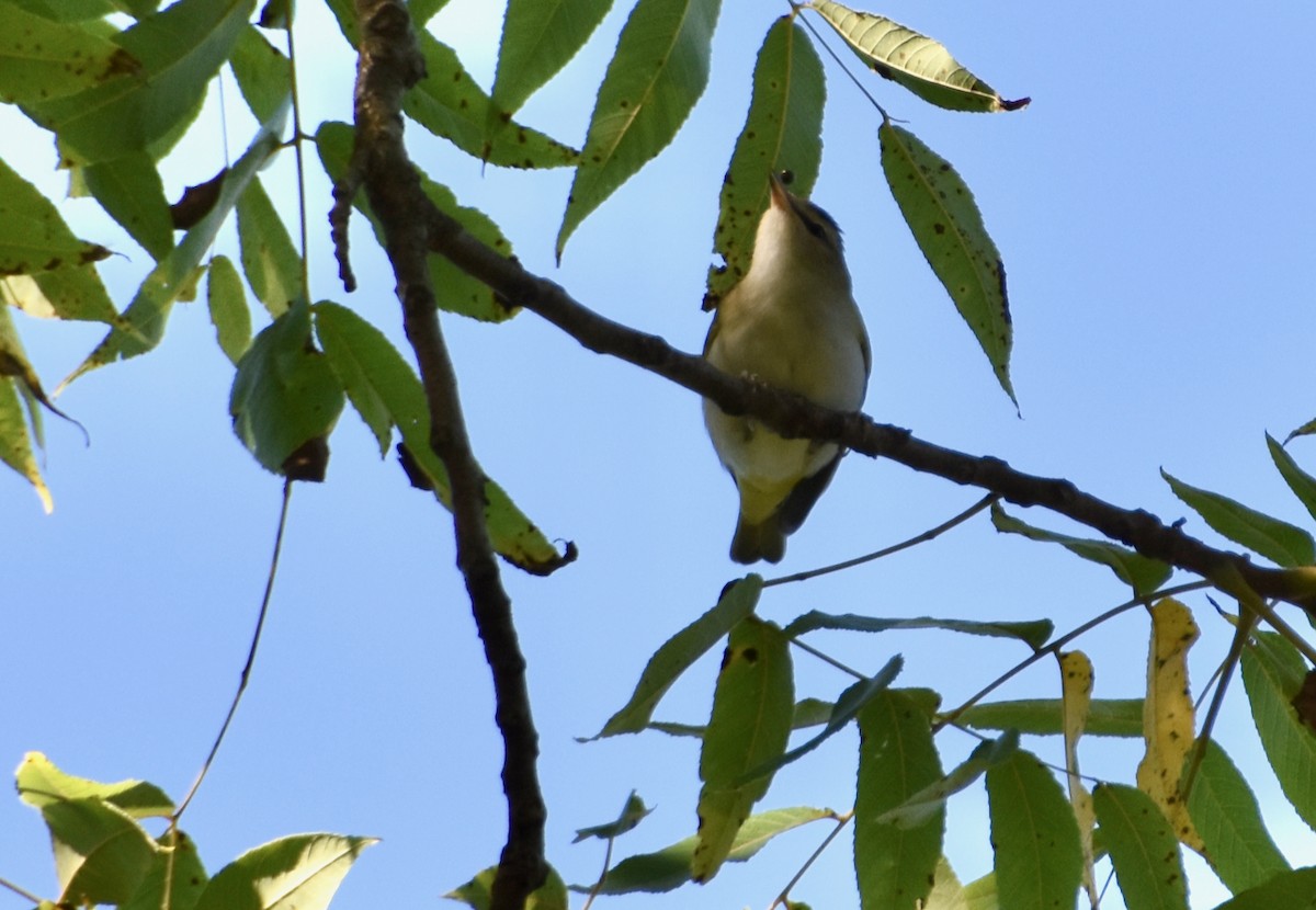 Red-eyed Vireo - ML642165301
