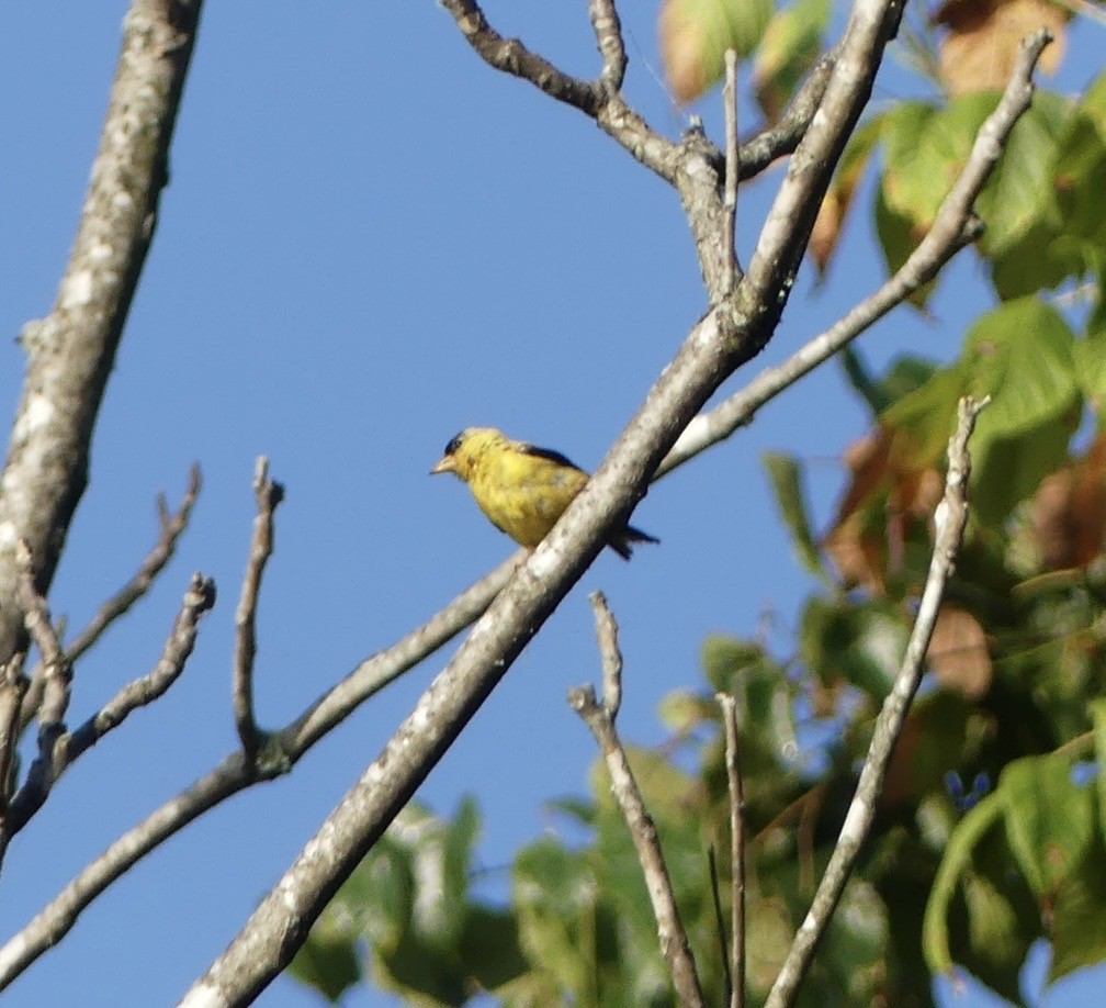 American Goldfinch - ML642165308