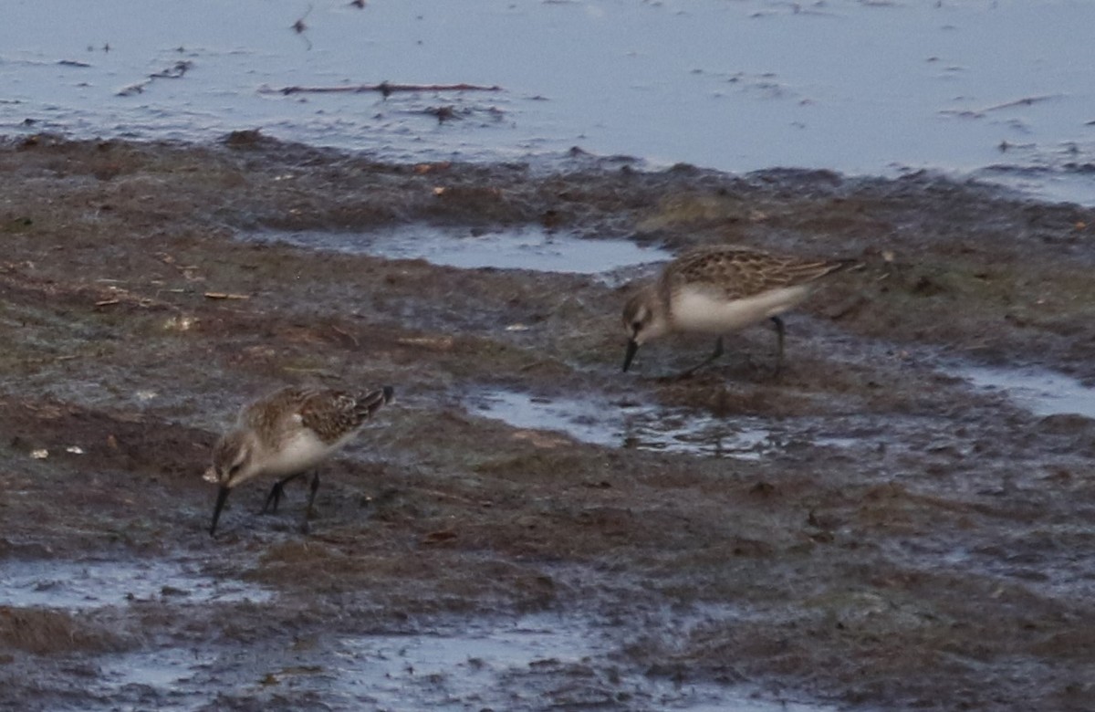 Western Sandpiper - ML642165330