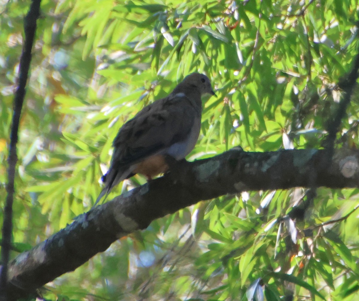 Mourning Dove - ML642165339