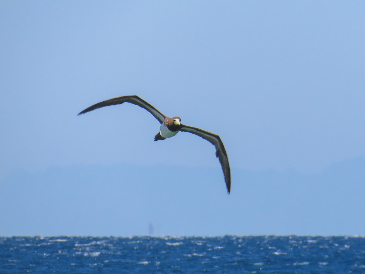 白腹鰹鳥 - ML642165349