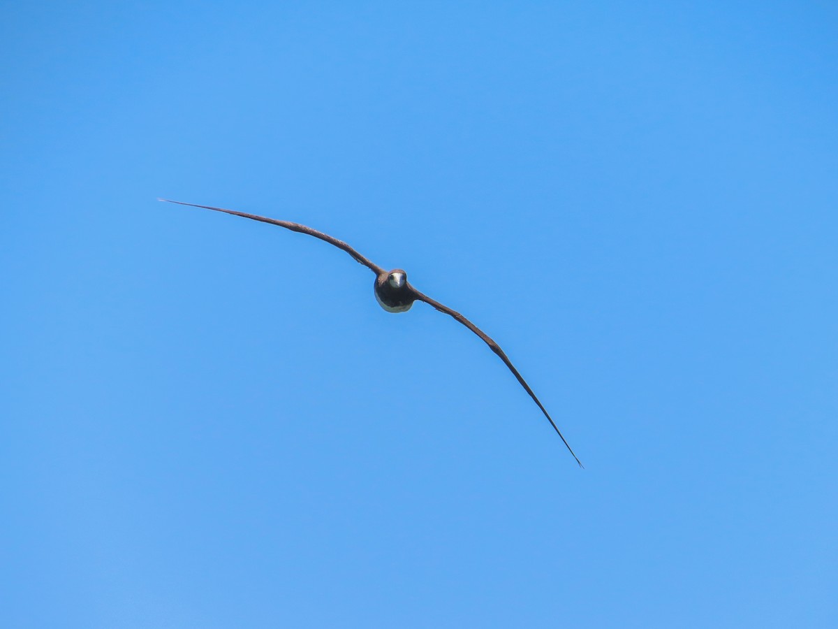 白腹鰹鳥 - ML642165350
