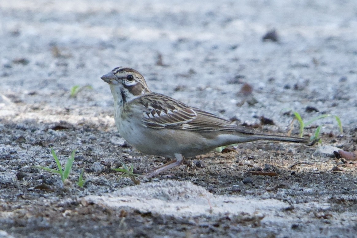 Lark Sparrow - ML642165369