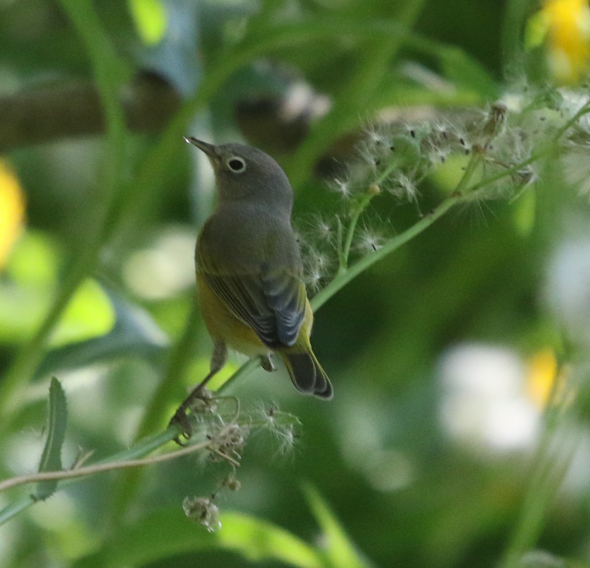 Nashville Warbler - ML642165375