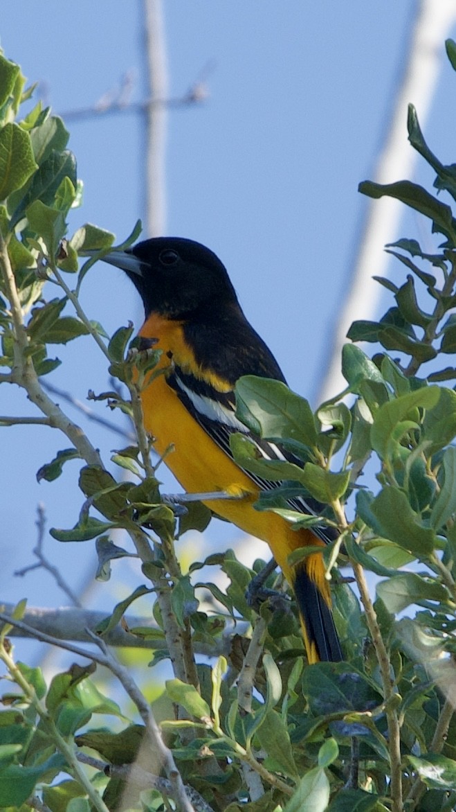 Baltimore Oriole - ML642165377