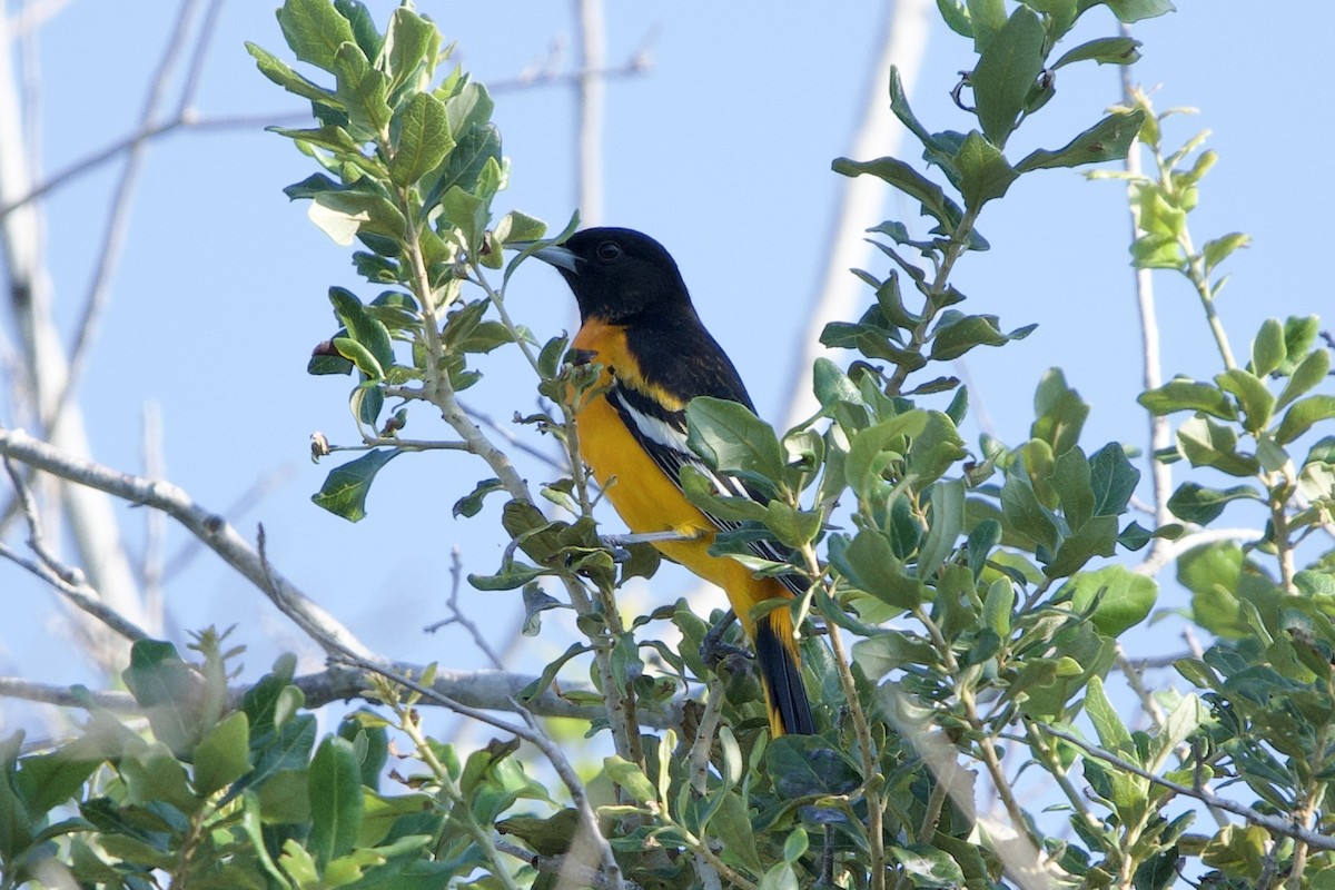 Baltimore Oriole - ML642165378