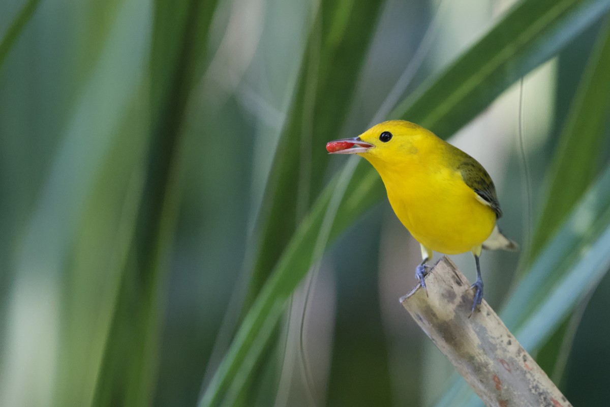 Prothonotary Warbler - ML642165390
