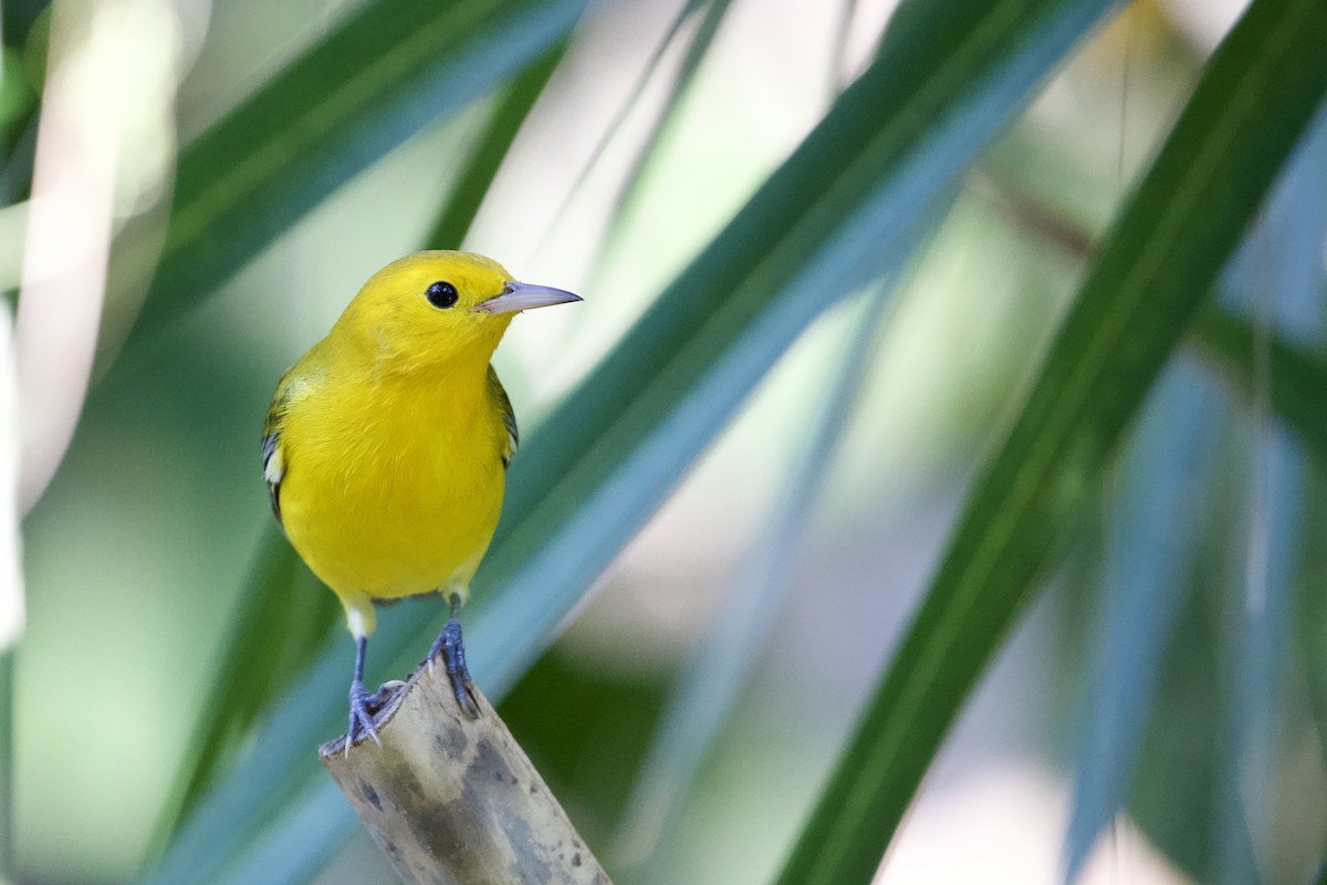Prothonotary Warbler - ML642165391