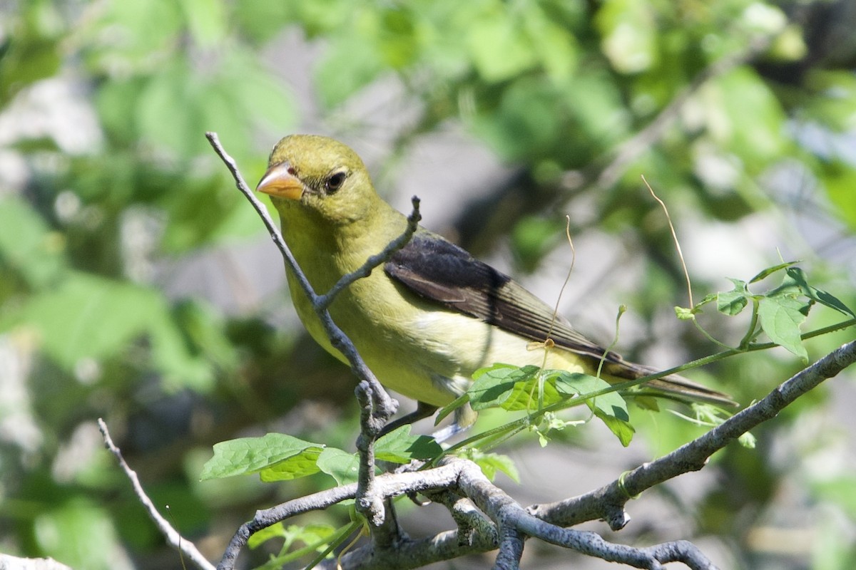 Scarlet Tanager - ML642165395