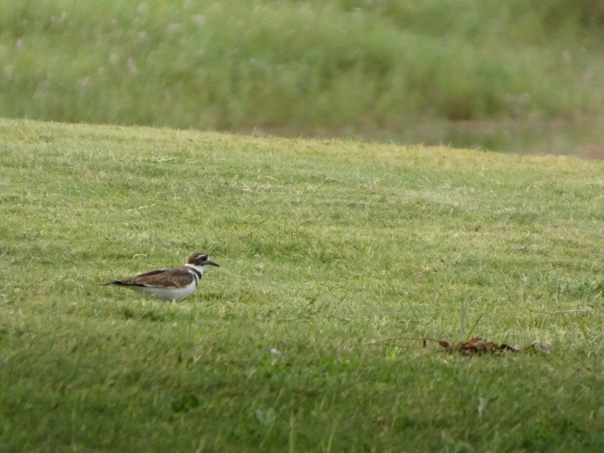 Killdeer - ML642165397