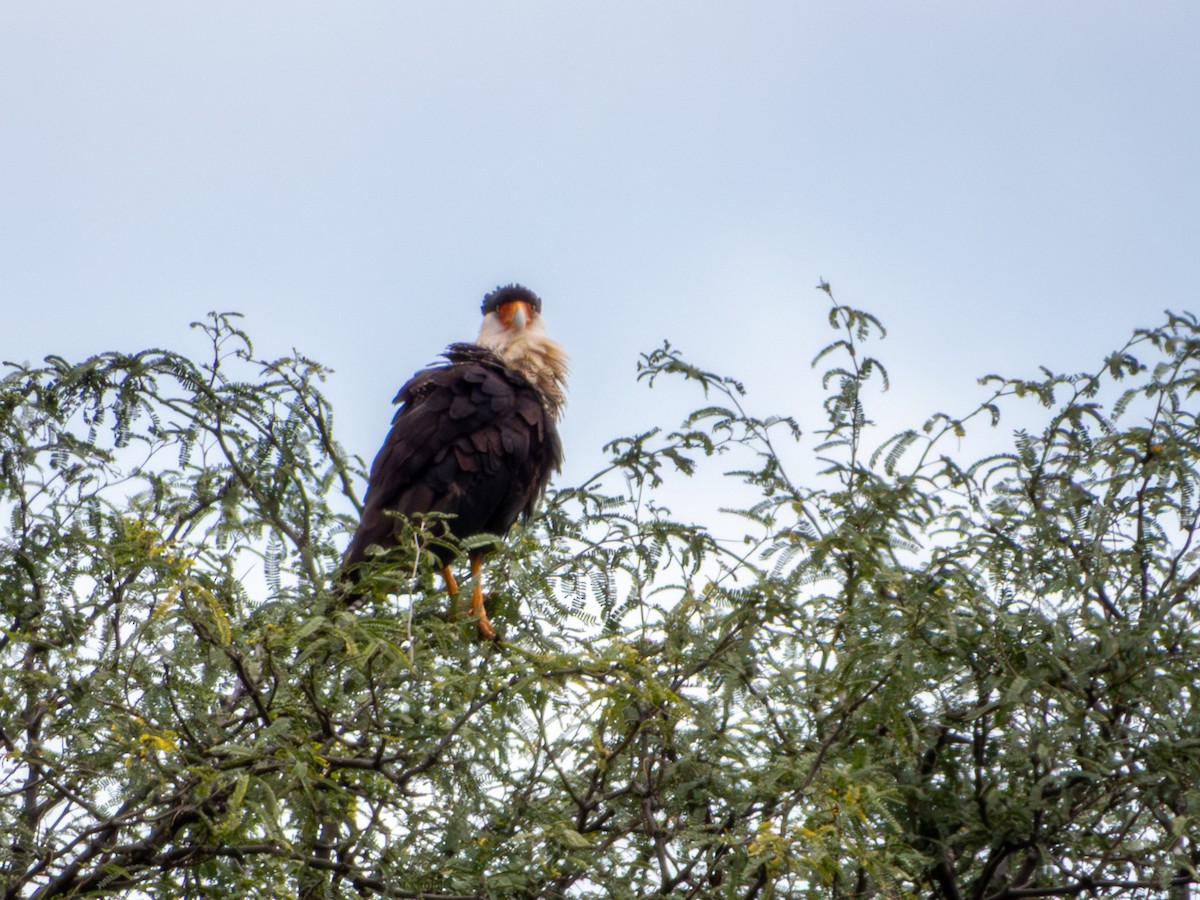 Crested Caracara (Northern) - ML642165402